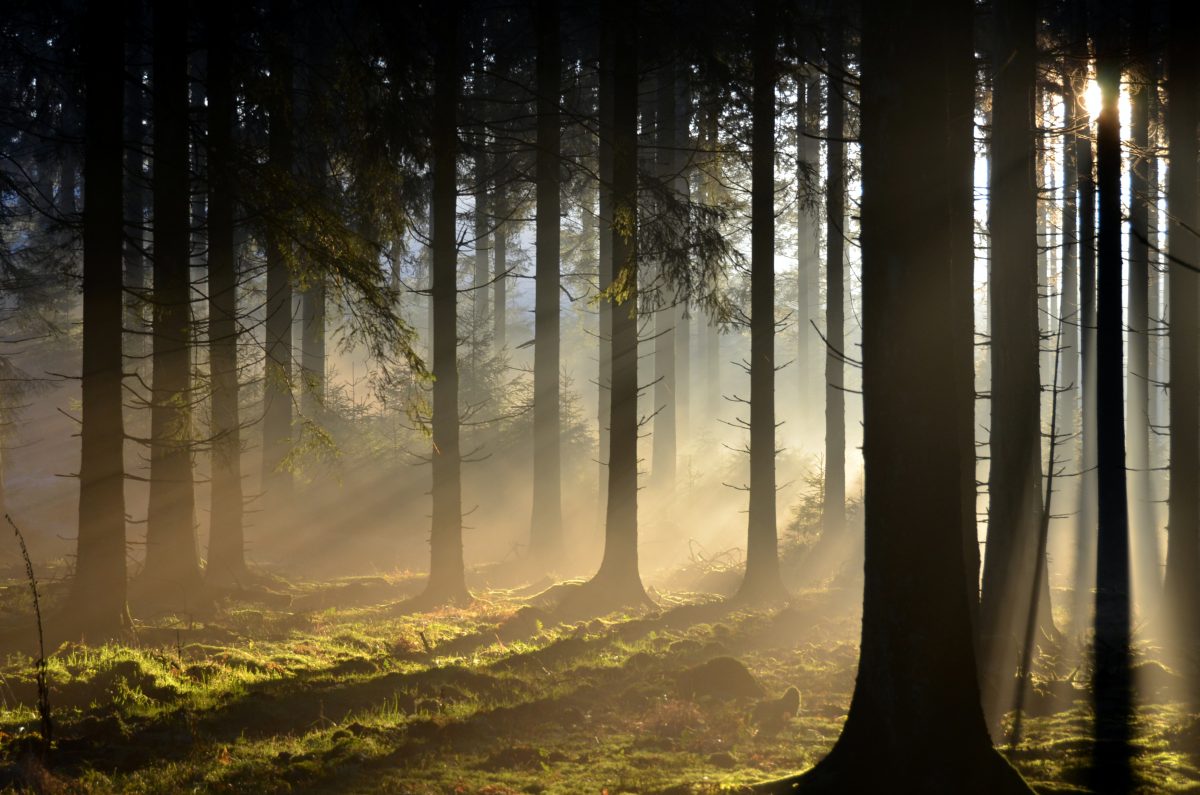 Goed budgetteren zodat je door de bomen het bos weer ziet. Foto Flickr / FTLB-P.Willems