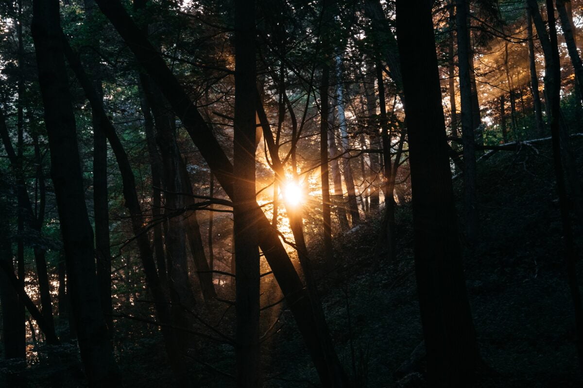 Web3: Zonopkomst, nieuw begin, maar ook: door de bomen het bos niet meer zien. Snap je de metafoor?